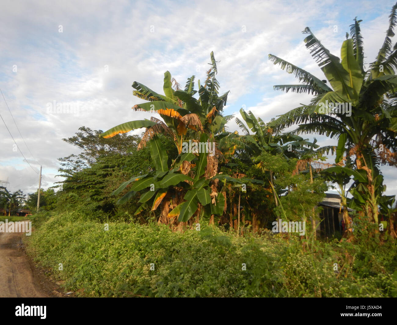 03898 Paddy fields, grasslands, trees and irrigation Pulo, San Isidro