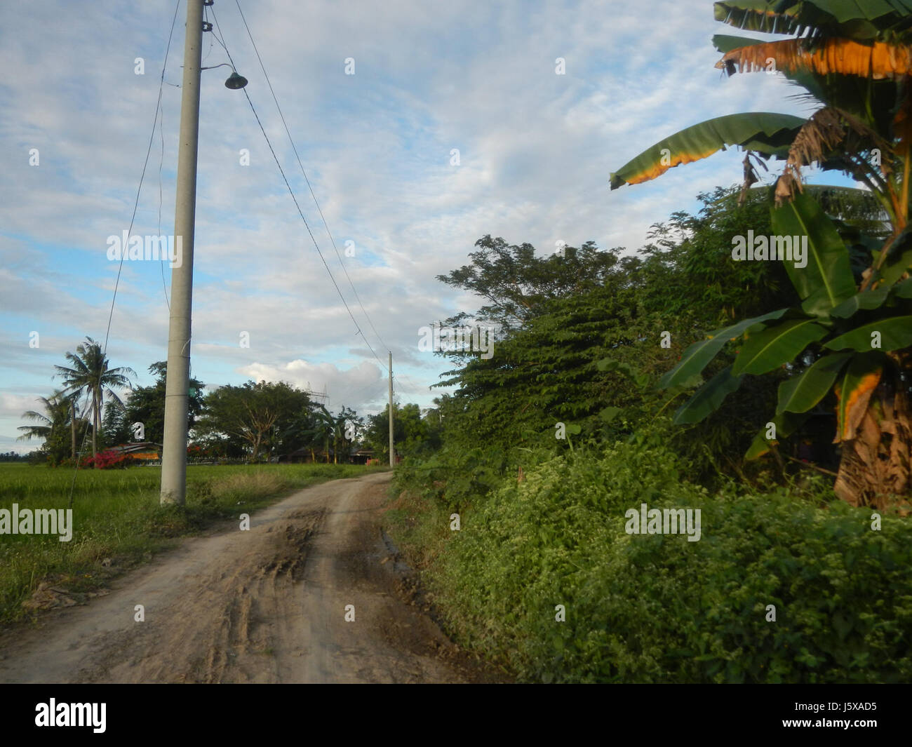 03898 Paddy fields, grasslands, trees and irrigation Pulo, San Isidro