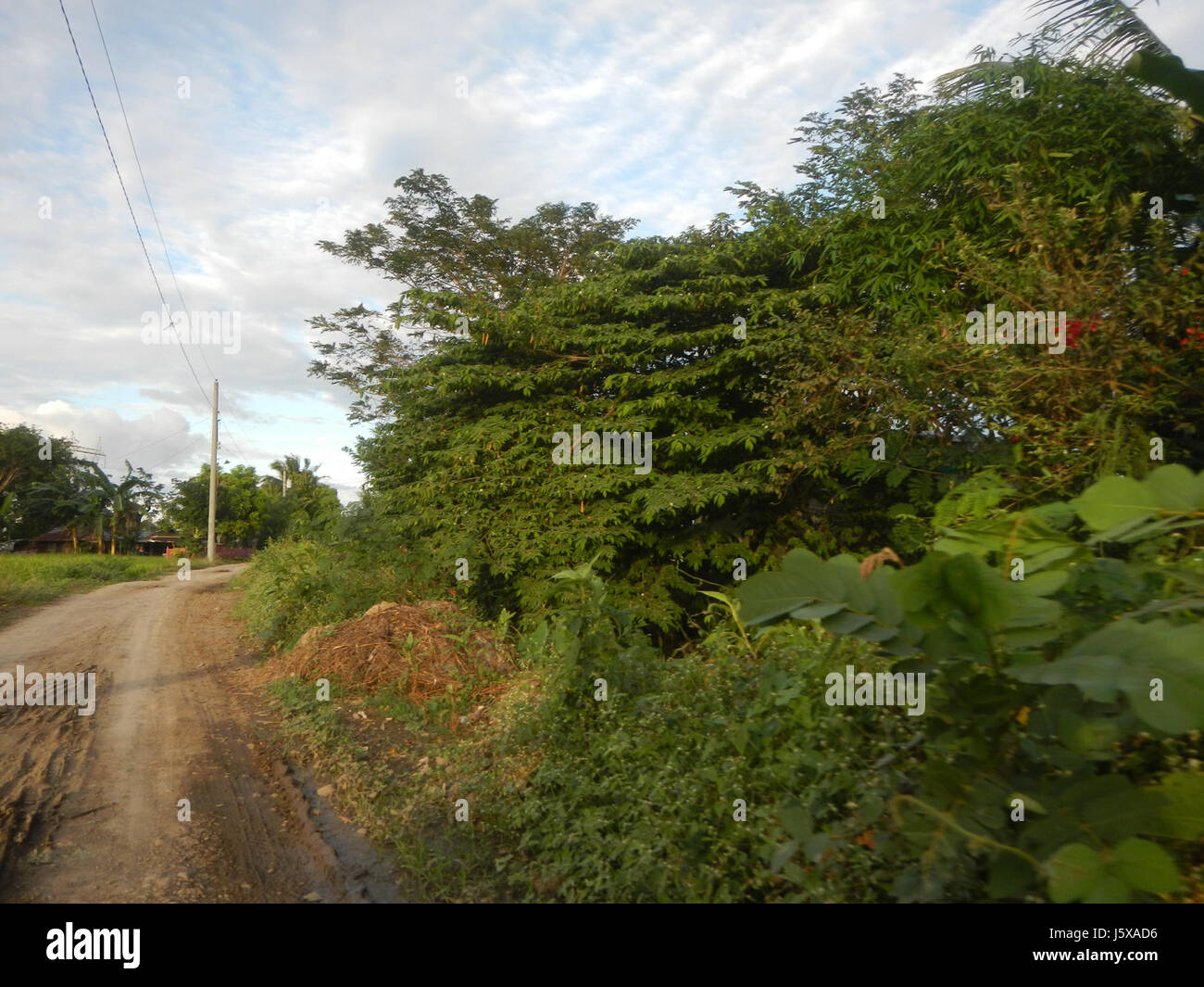 03898 Paddy fields, grasslands, trees and irrigation Pulo, San Isidro