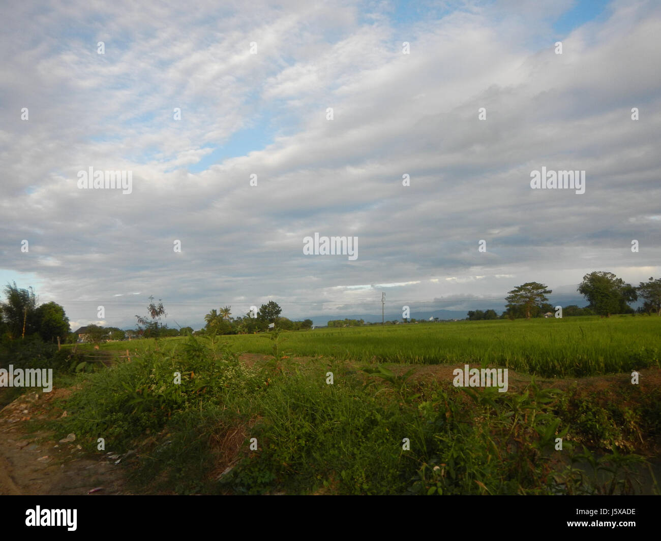 03898 Paddy fields, grasslands, trees and irrigation Pulo, San Isidro