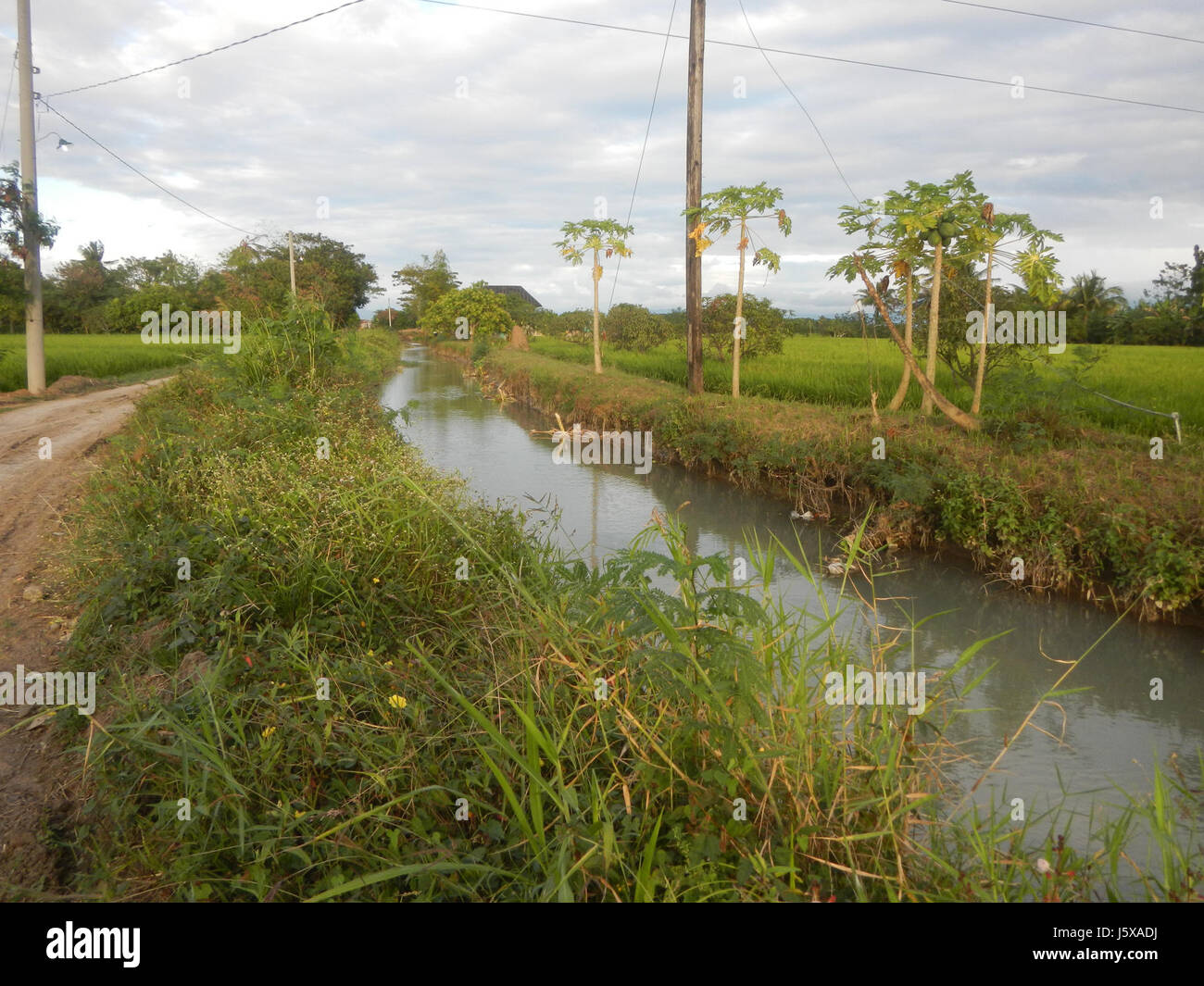 03898 Paddy fields, grasslands, trees and irrigation Pulo, San Isidro