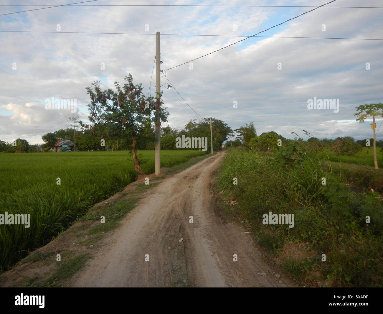 03898 Paddy fields, grasslands, trees and irrigation Pulo, San Isidro