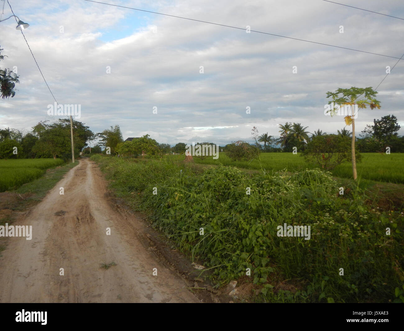 03898 Paddy fields, grasslands, trees and irrigation Pulo, San Isidro
