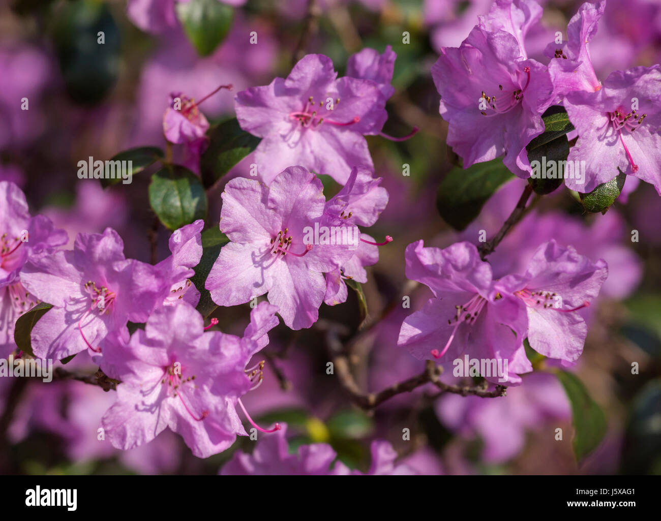 Rhododendron, Rhododendron 'Praecox' , Mauve coloured flowers growing outdoor. Stock Photo