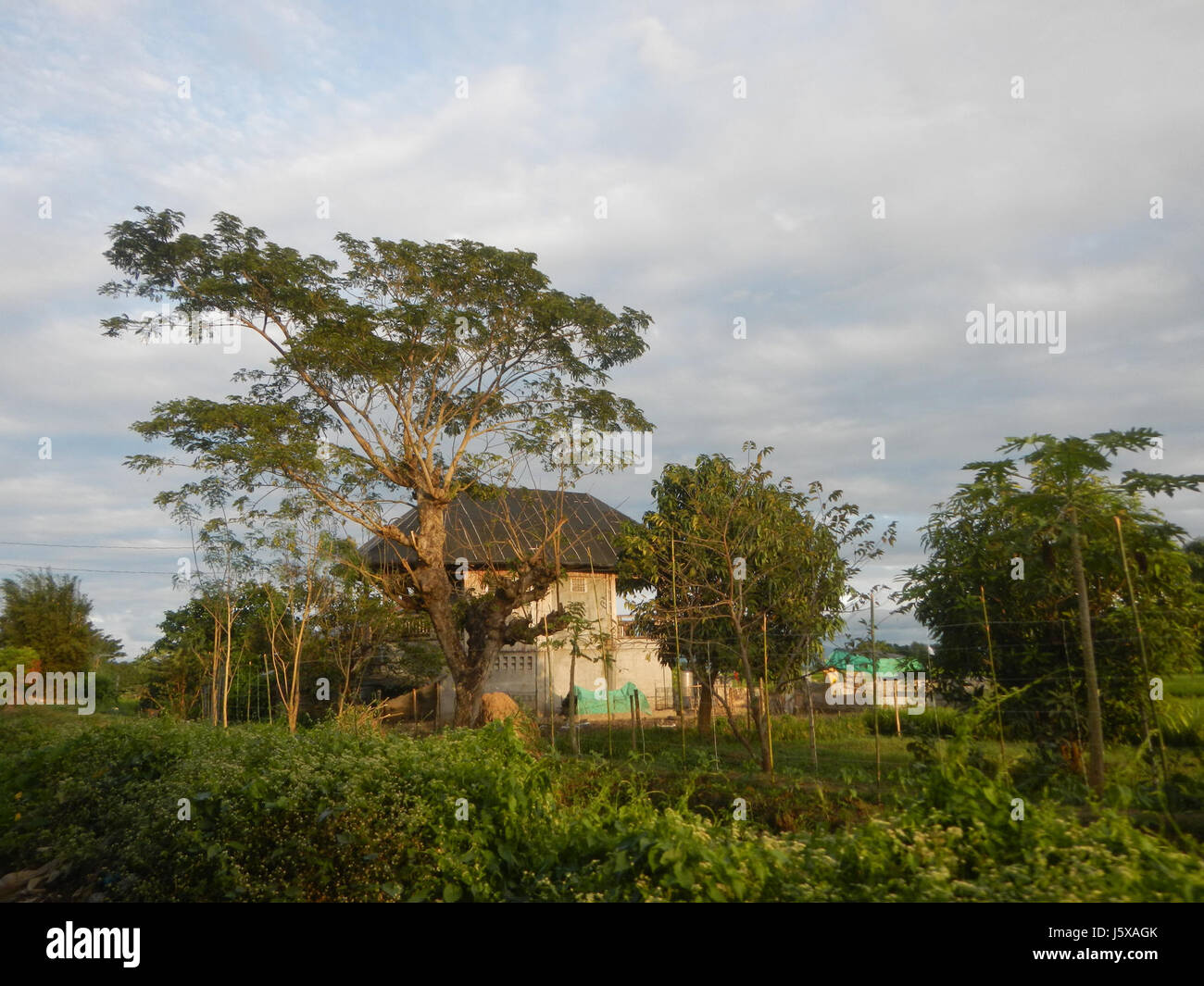 03990 Paddy fields, grasslands, trees and irrigation Pulo, San Isidro