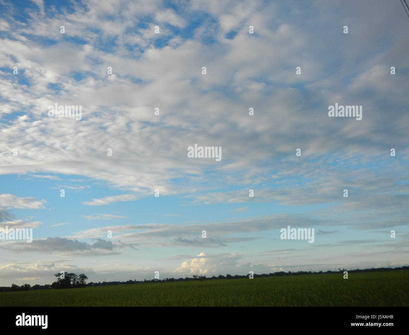 03990 Paddy fields, grasslands, trees and irrigation Pulo, San Isidro