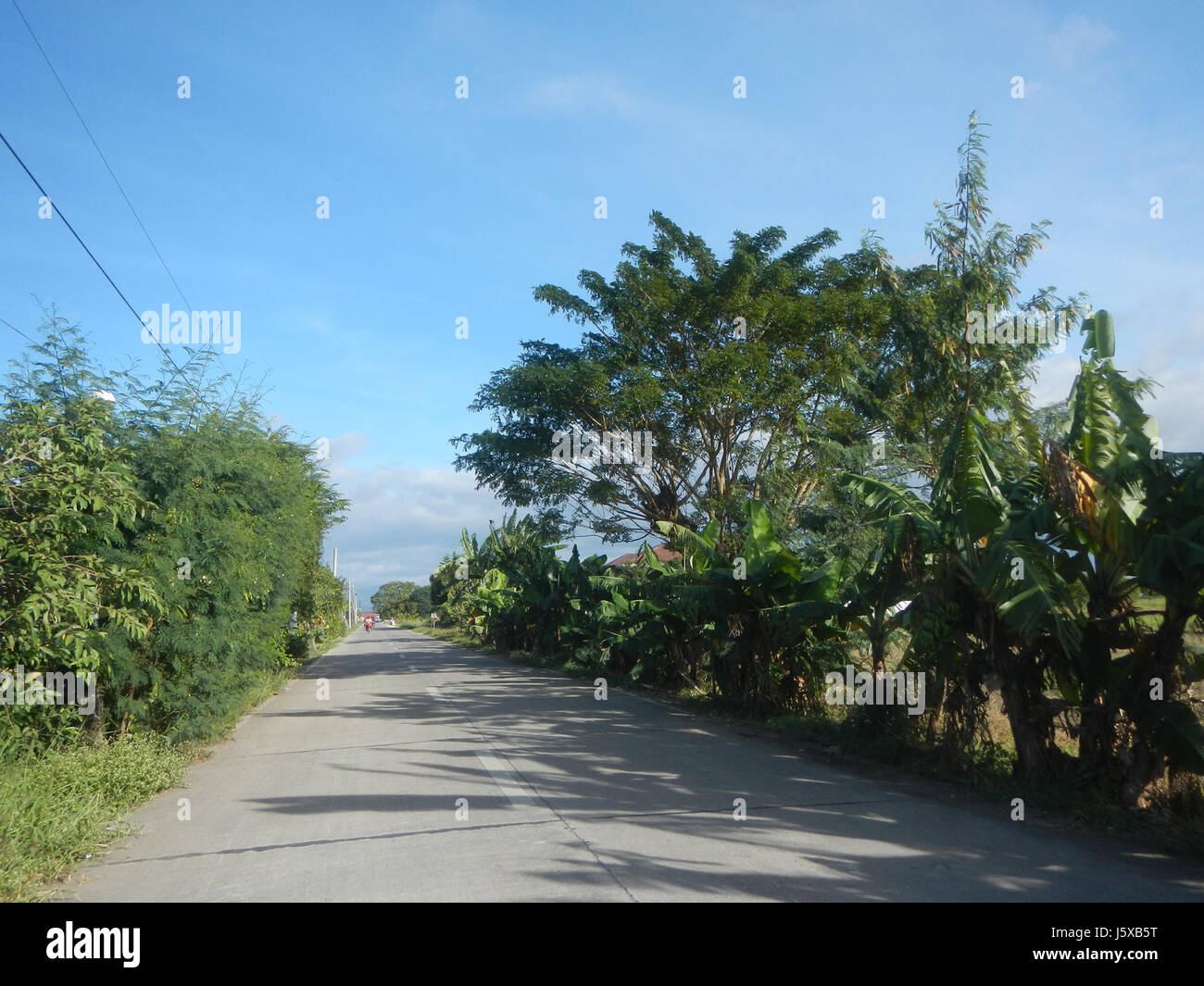 04473 Paddy fields Salapungan Roads Magumbali Candaba Pampanga  18 Stock Photo