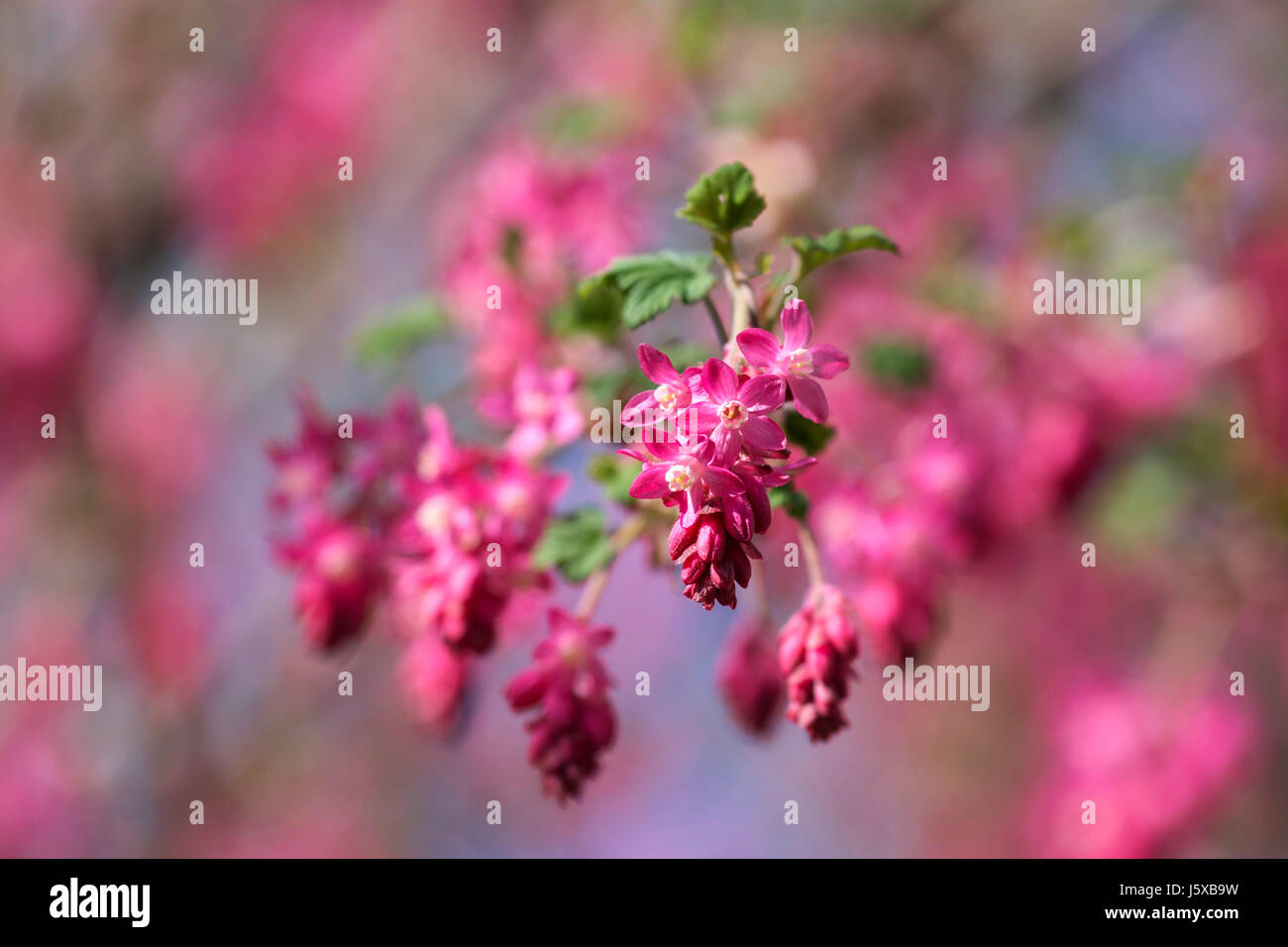 Currant, Flowering currant, Ribes sanguineum, Pink flowers growing