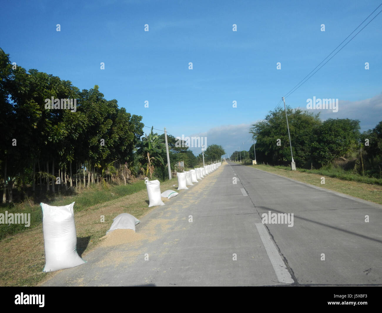04731 Paddy fields Salapungan Roads Magumbali Candaba Pampanga  31 Stock Photo
