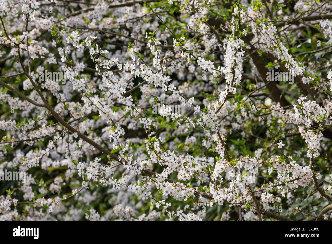 Cherry, Wild Cherry, Prunus avium, Small white blossoms growing outdoor. Stock Photo