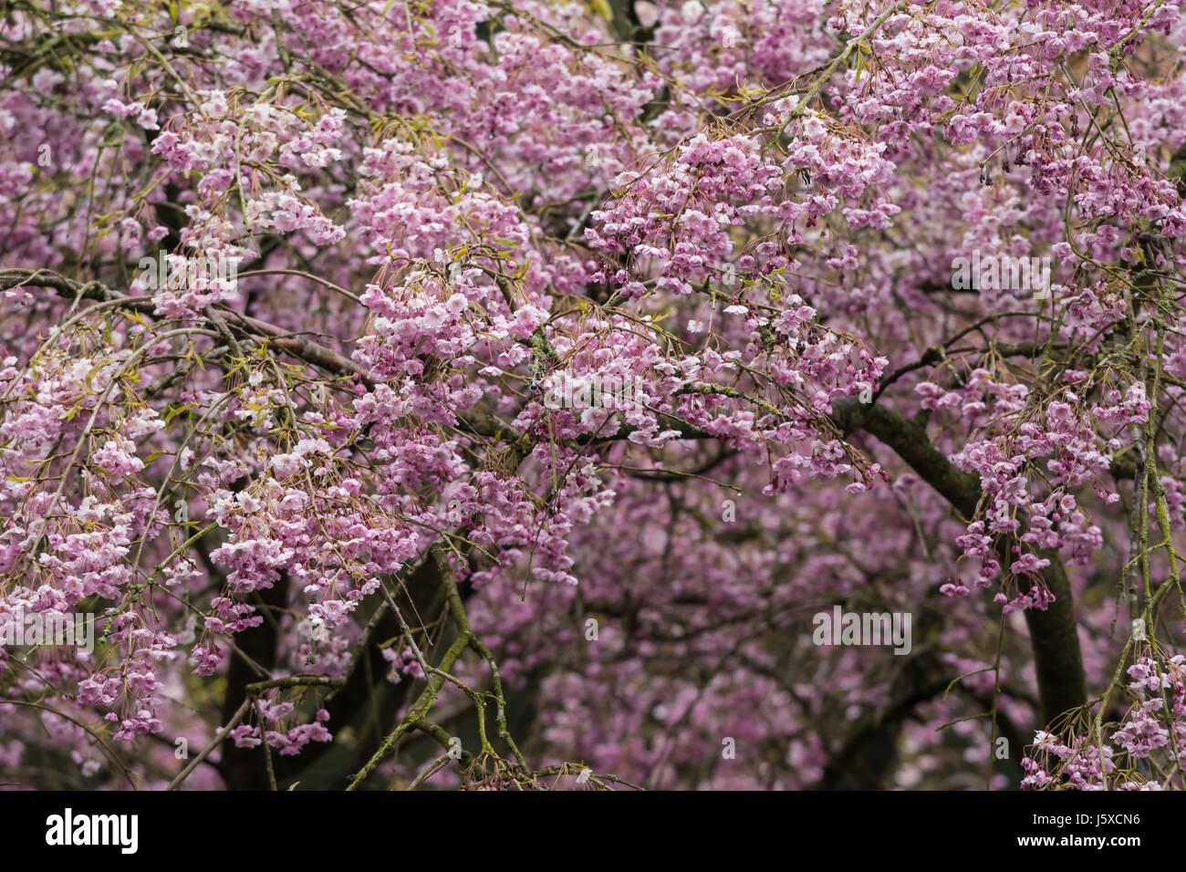 Cherry, Single pink weeping cherry, Prunus subhirtella 'Pendula rubra', Clusters of small hanging pink flowers growing outdoor. Stock Photo