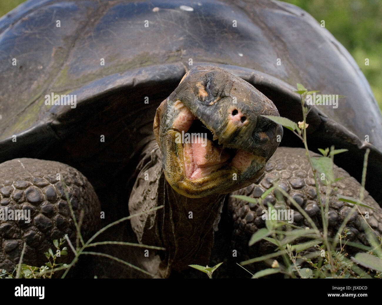 Portrait of giant tortoises. The Galapagos Islands. Pacific Ocean. Ecuador. Stock Photo