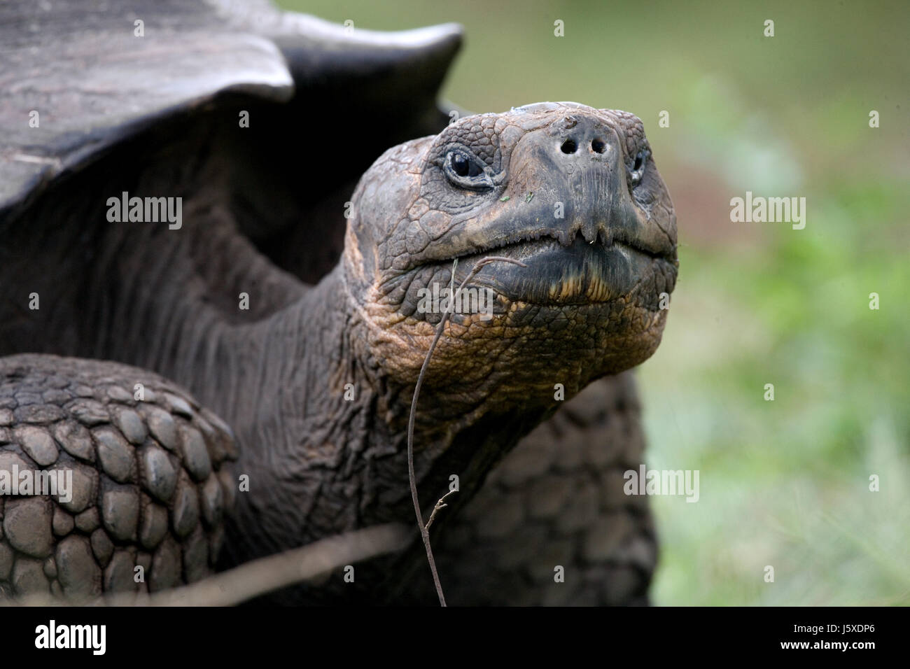 Portrait of giant tortoises. The Galapagos Islands. Pacific Ocean. Ecuador. Stock Photo