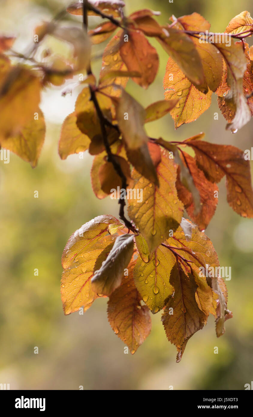 Beech, Copper beech, Fagus sylvatica purpurea, Backlit veined leaves with raindrops. Stock Photo