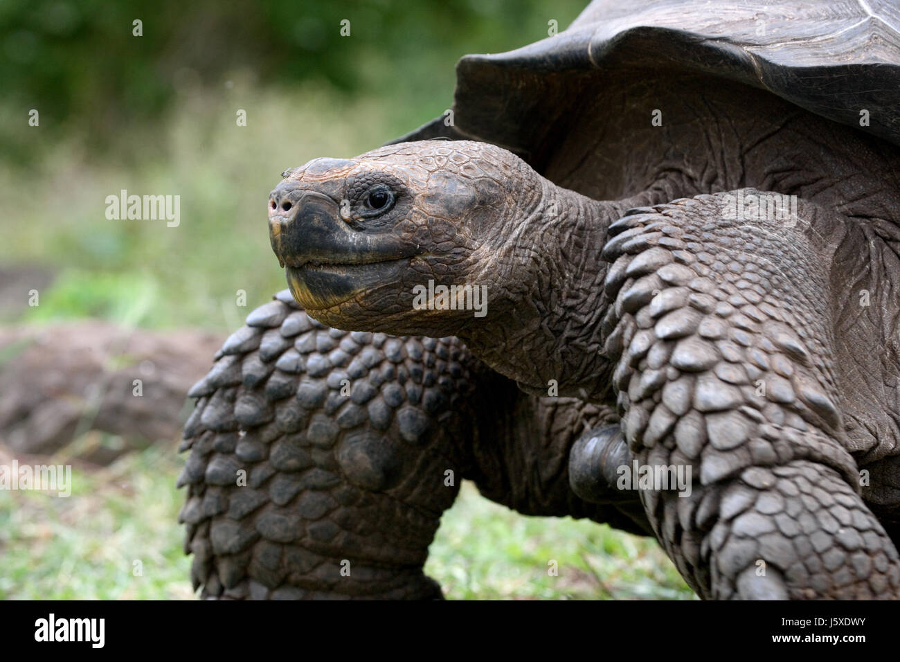 Portrait of giant tortoises. The Galapagos Islands. Pacific Ocean. Ecuador. Stock Photo