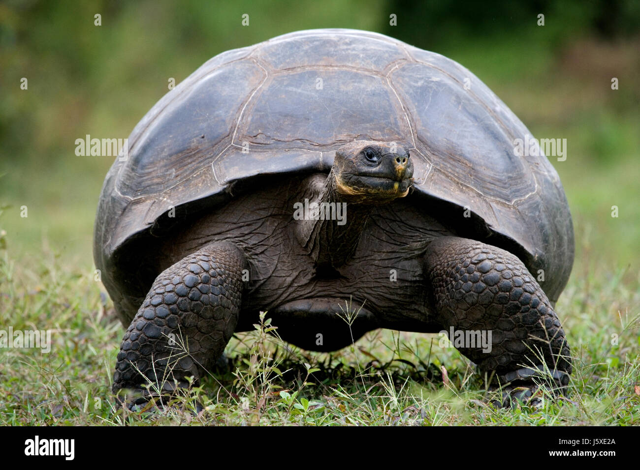 The giant turtle in the grass. The Galapagos Islands. Pacific Ocean. Ecuador. Stock Photo