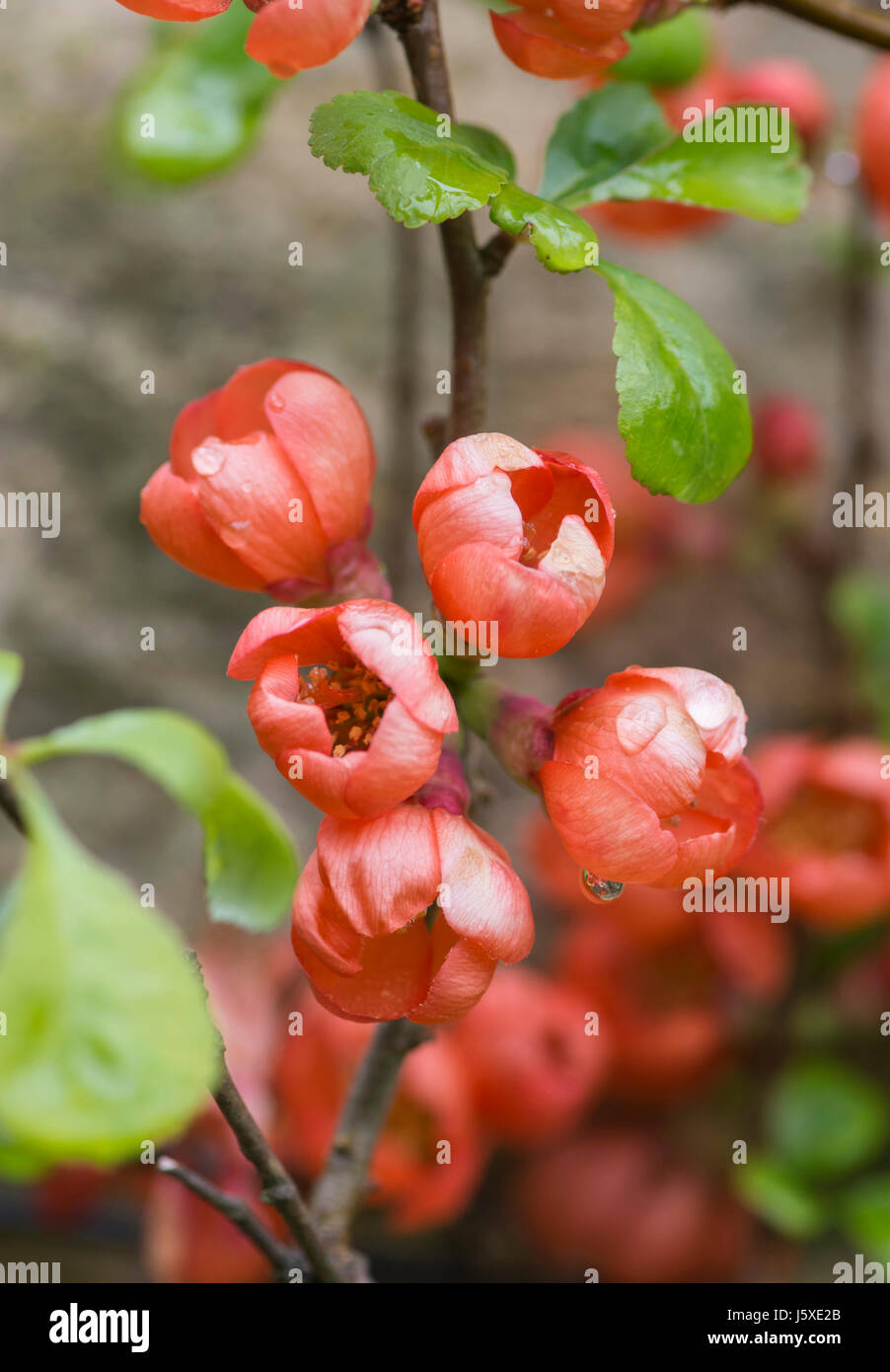 Quince, Flowering quince, Chaenomeles, Red flowers growing outdoor. Stock Photo