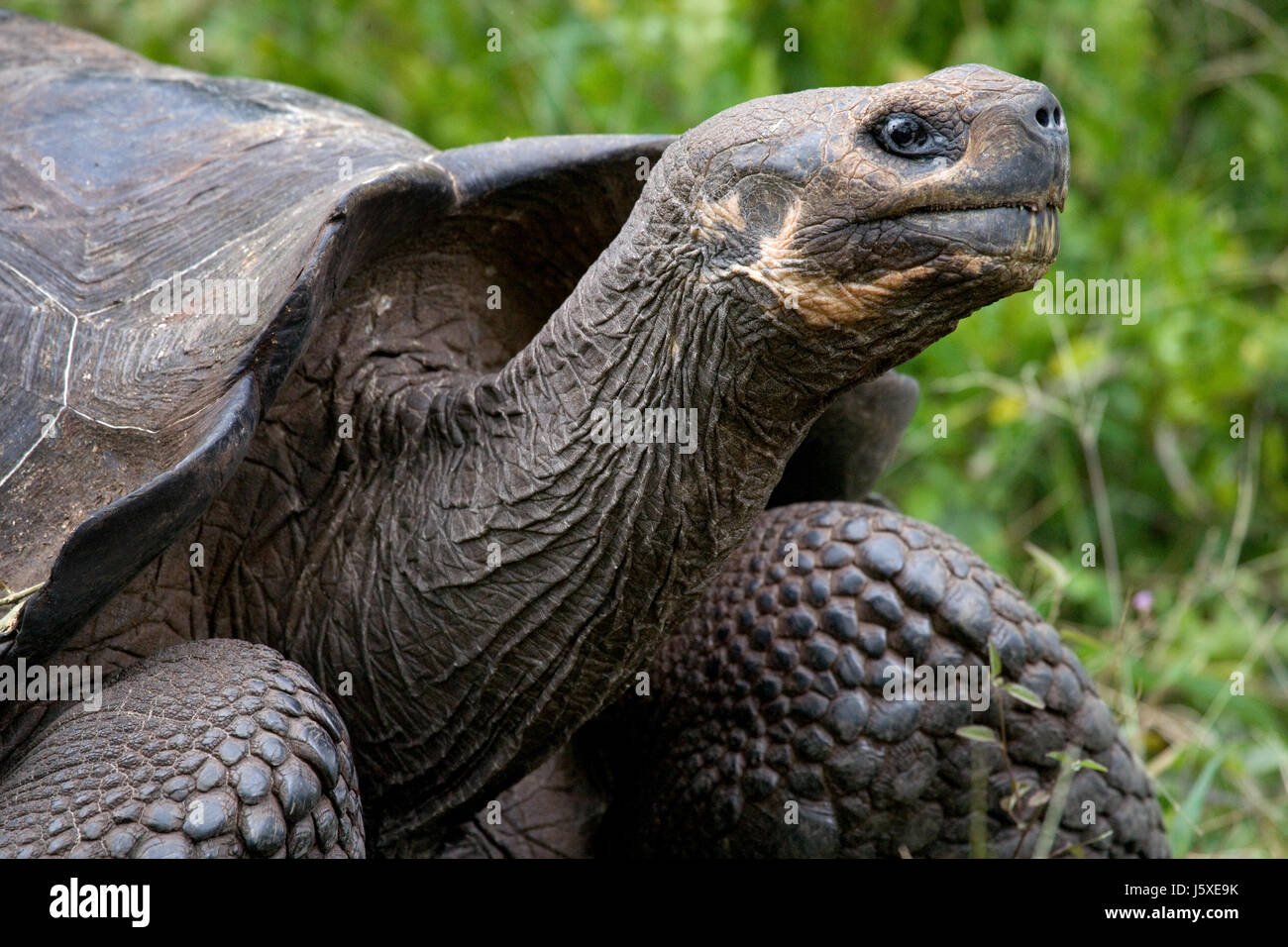 The giant turtle in the grass. The Galapagos Islands. Pacific Ocean. Ecuador. Stock Photo