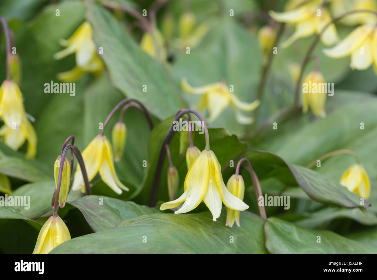 Bellwort, Sessile bellwort, Uvularia sessilifolia, Bell shaped yellow flowers growing outdoor. Stock Photo
