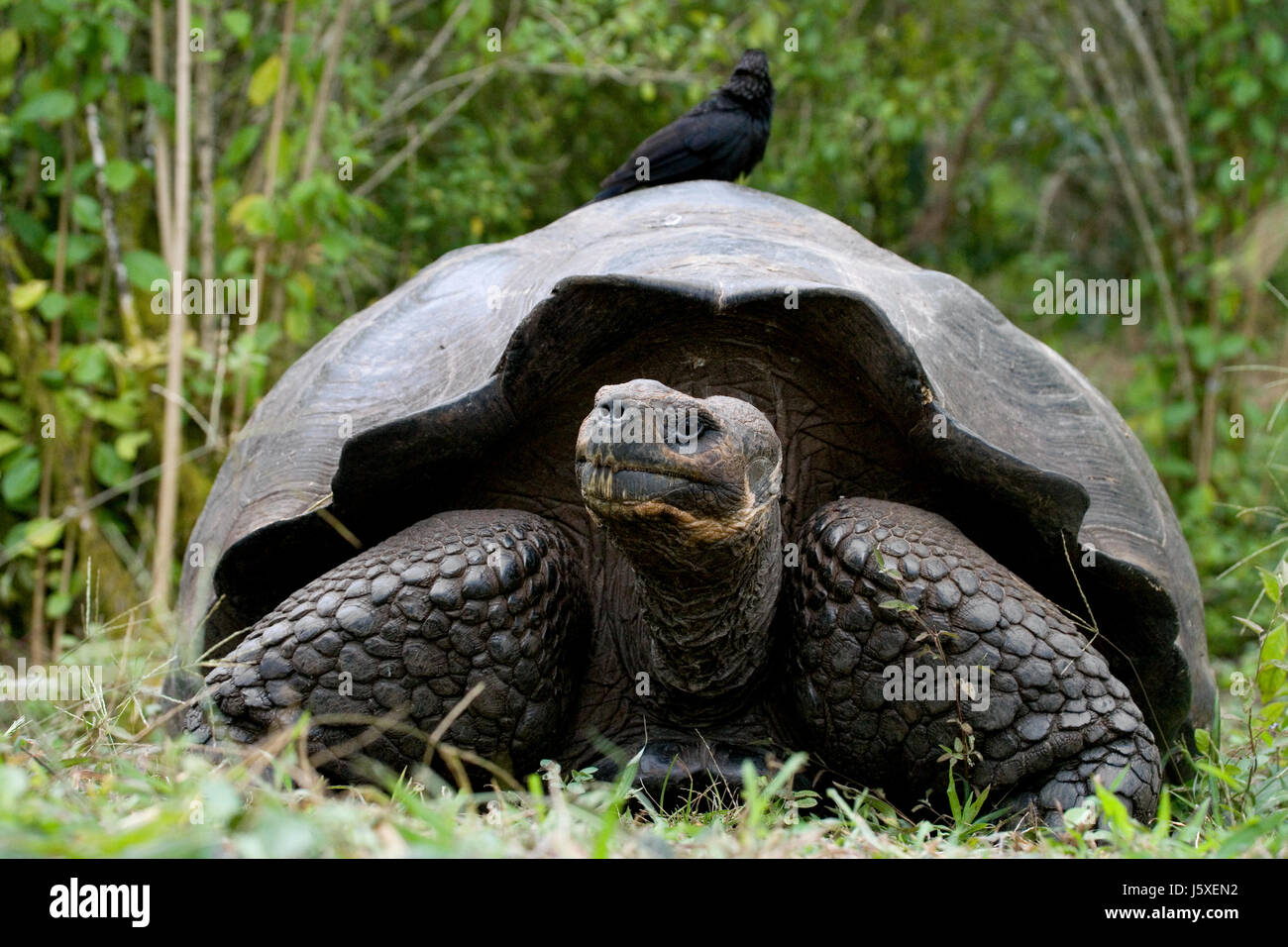 The giant turtle in the grass. The Galapagos Islands. Pacific Ocean. Ecuador. Stock Photo