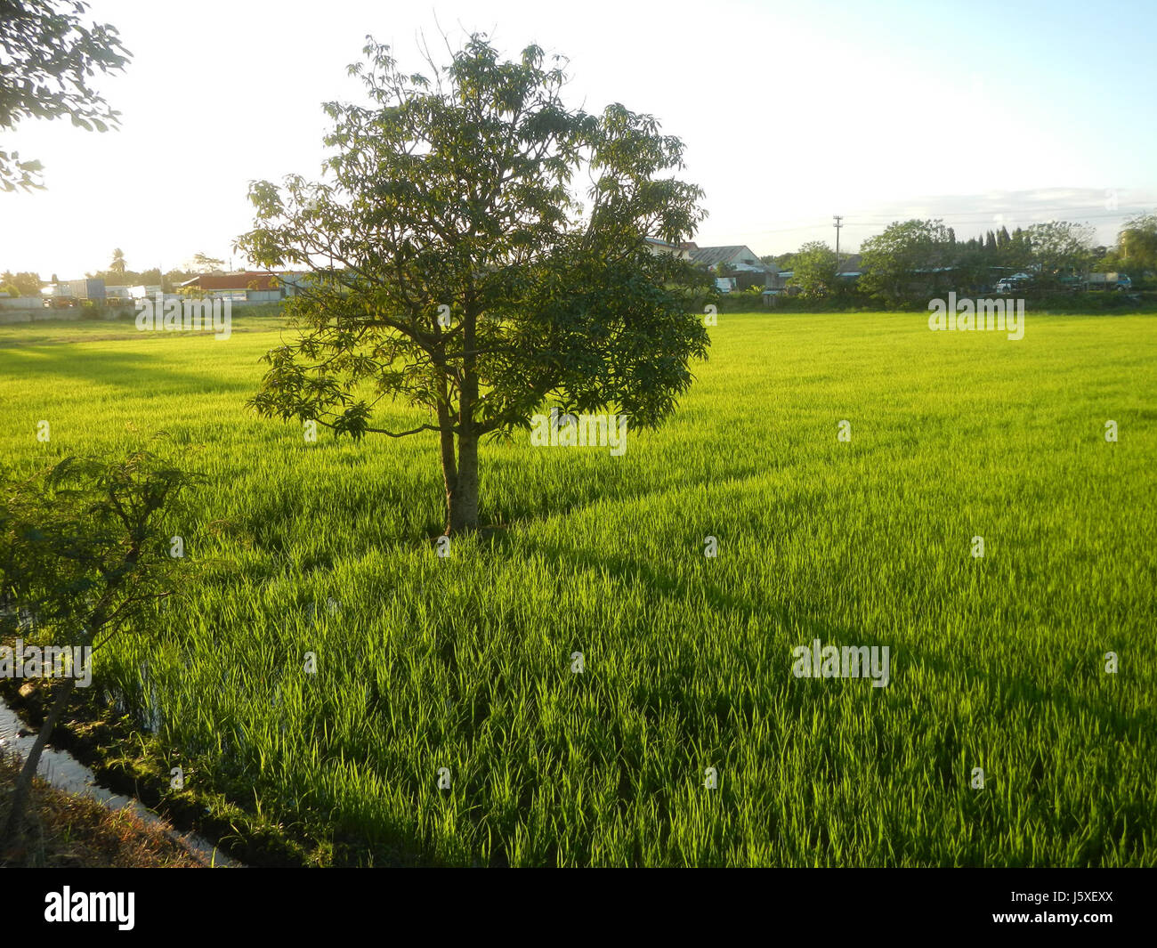 This image captures the rural landscape of Sabang in Baliuag, Bulacan ...