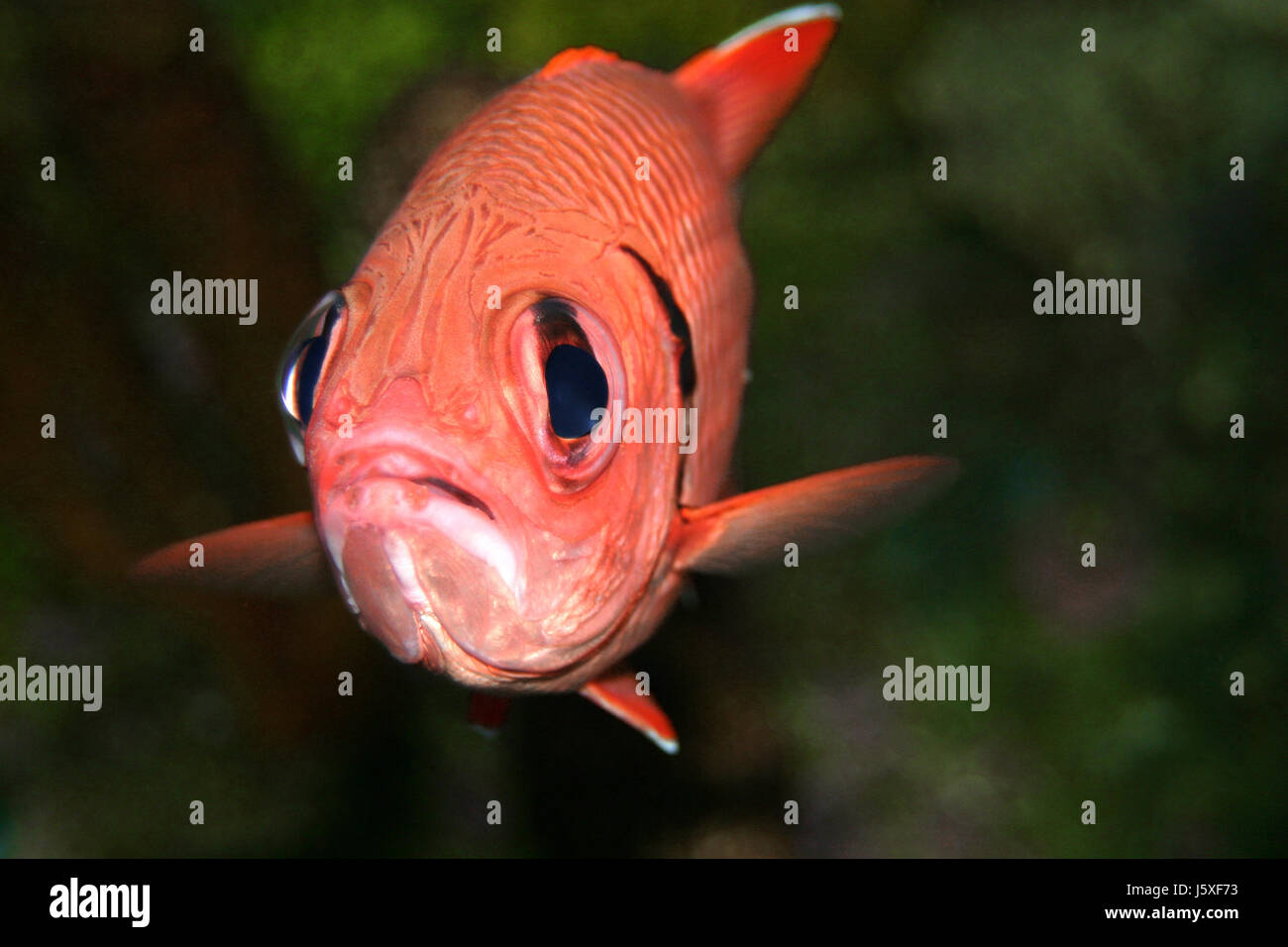 aquarium fish eye organ fins gill swimming swiming swim swims to do the crawl Stock Photo Alamy
