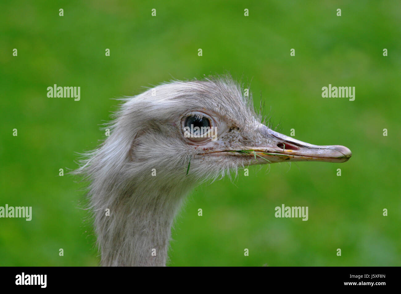 Profile Animal Bird Eye Organ Birds Funny Head Animal Bird Green