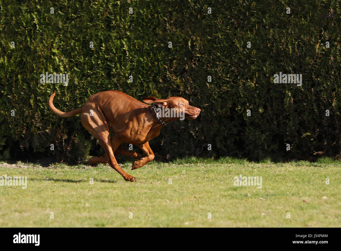 motion postponement moving movement dog male dog hound sport sports run running Stock Photo