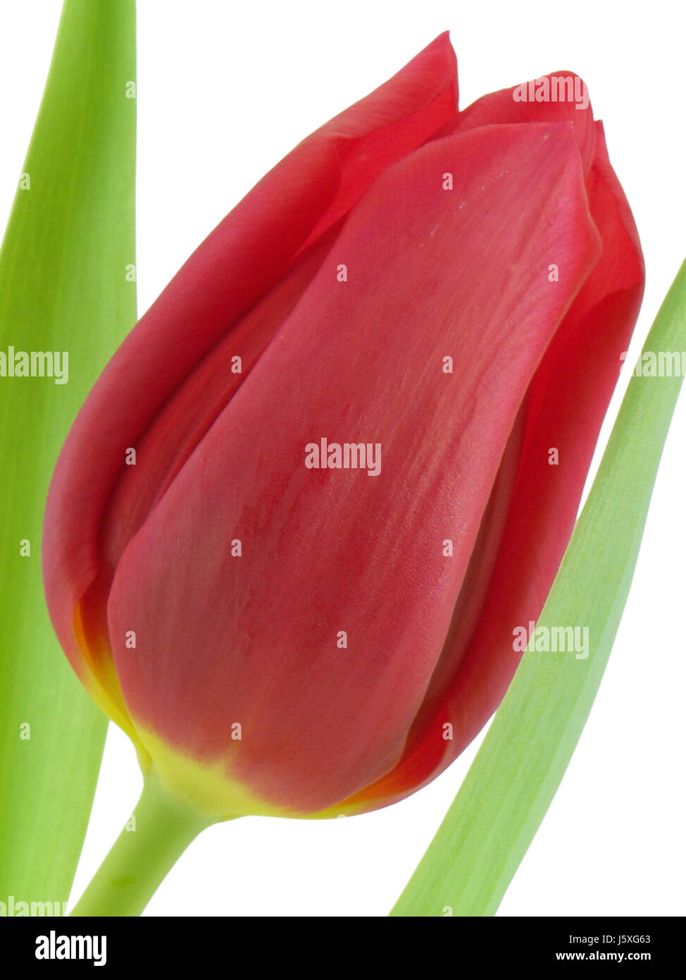 macro close-up macro admission close up view flower plant tulip petals red Stock Photo