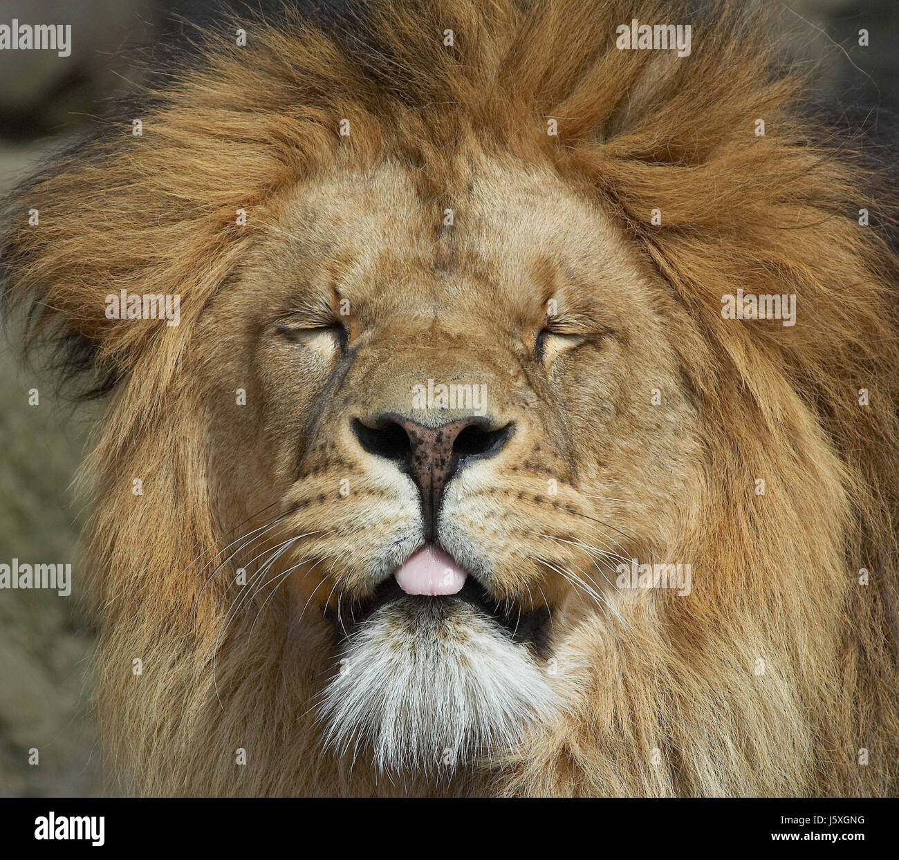 animal mammal africa lion cat big cat feline predator predator safari pussycat Stock Photo