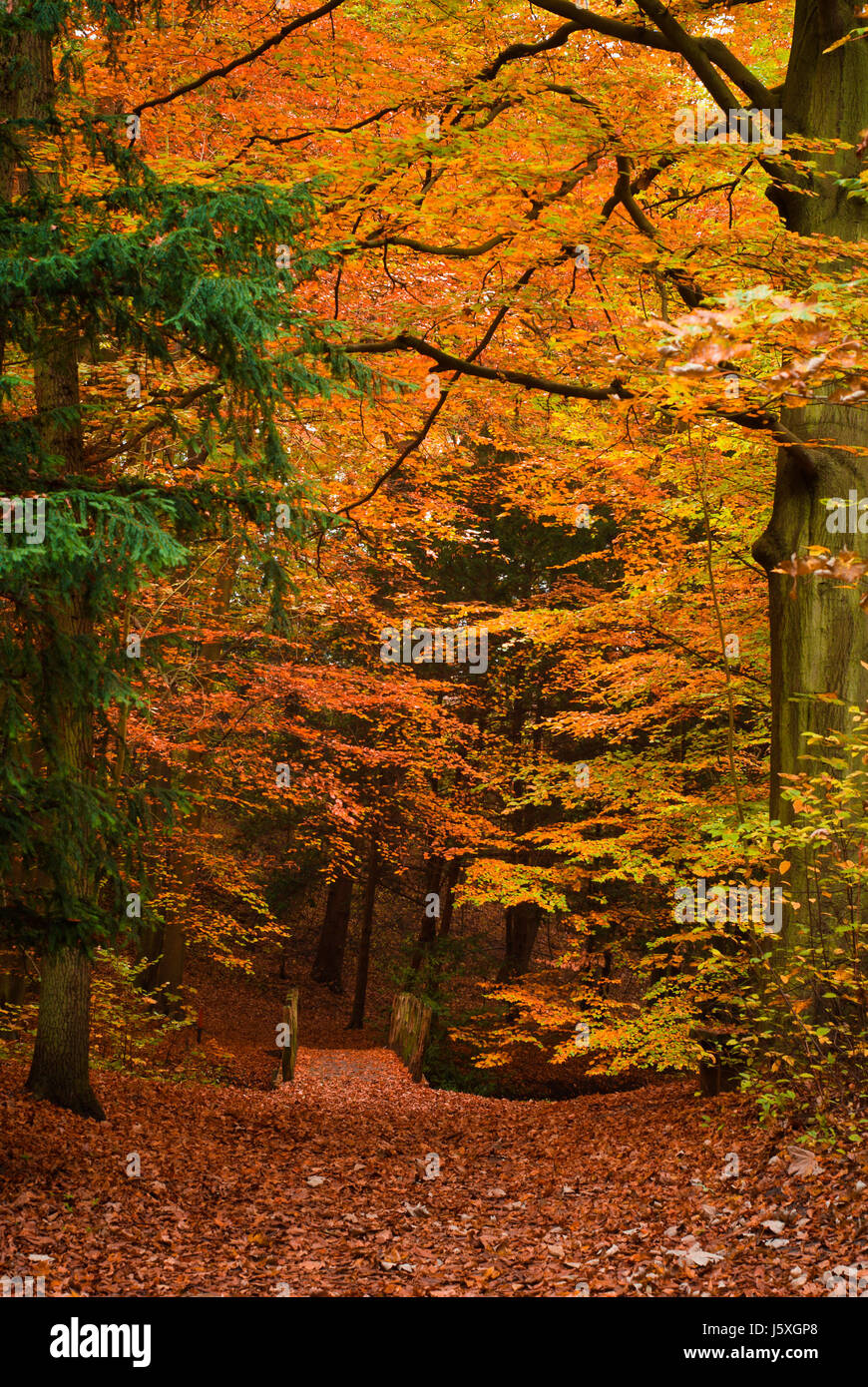 tree trees leaves autumn colours seasons scenery countryside nature forest fall Stock Photo