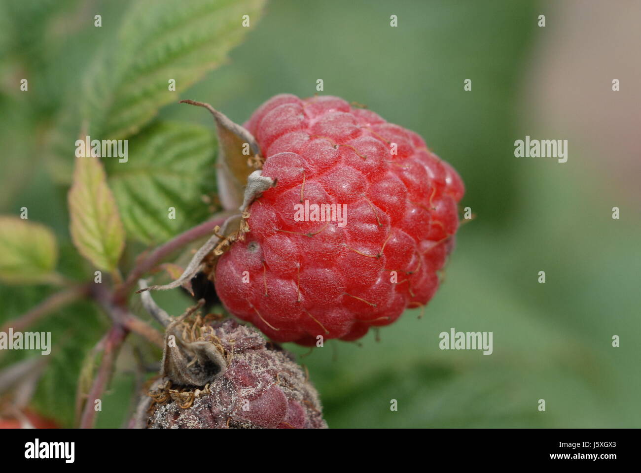 garden fruit gardens raspberry berry waldfrucht himbeere garten frucht ...