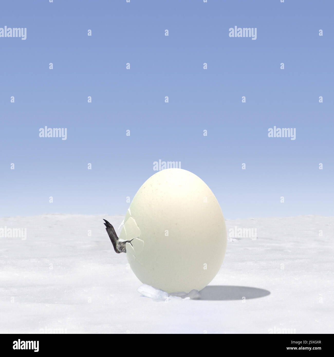 birth childbirth parturition delivery penguin egg crack hatch hatching