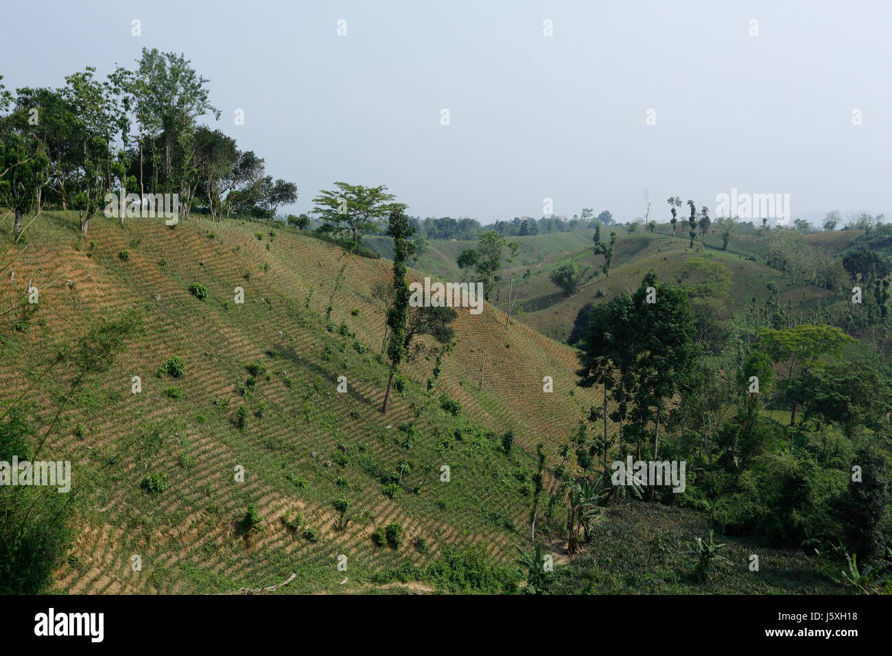 Pineapple plantation on the hill at Rangamati,Chittagang, Bangladesh