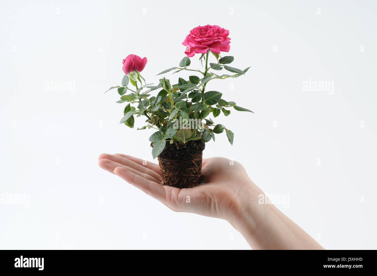 hand flower plant rose root hold hand isolated optional flower rose plant green Stock Photo