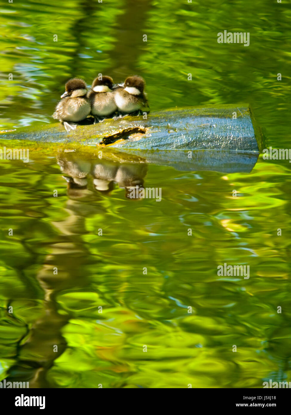 environment enviroment bird cub baby funny fragile maddening pert