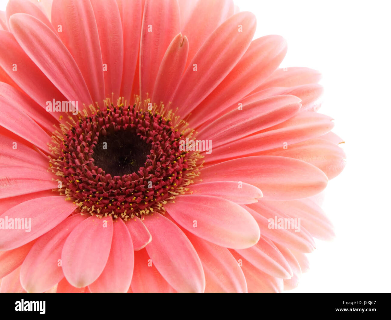 macro close-up macro admission close up view isolated flower plant petals Stock Photo