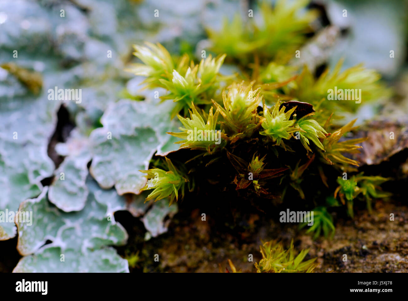 macro close-up macro admission close up view green conservation of nature moss Stock Photo