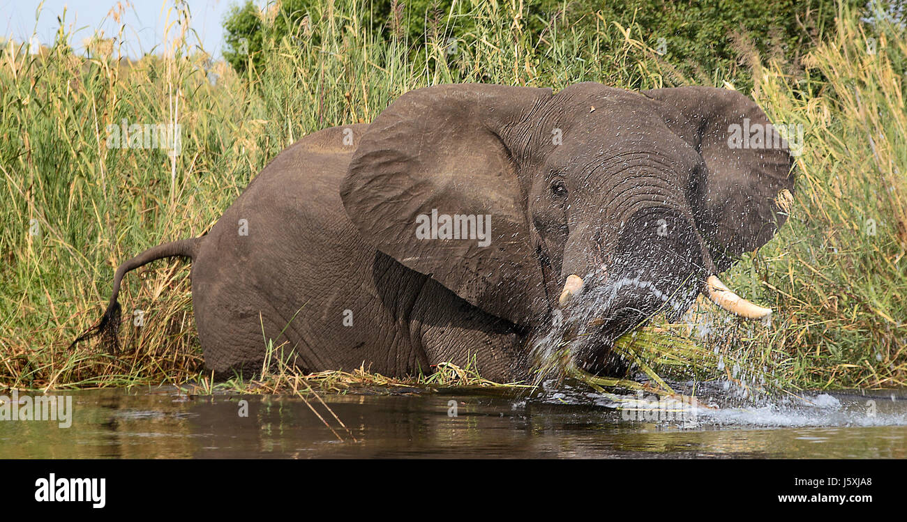 animal africa elephant proboscis river water animal africa elephant tusks reed Stock Photo