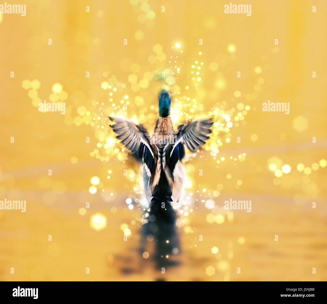 Mallard duck - Anas platyrhynchos - fly out of yellow water. Bird scene. Shimmering background. Photo filter. Stock Photo