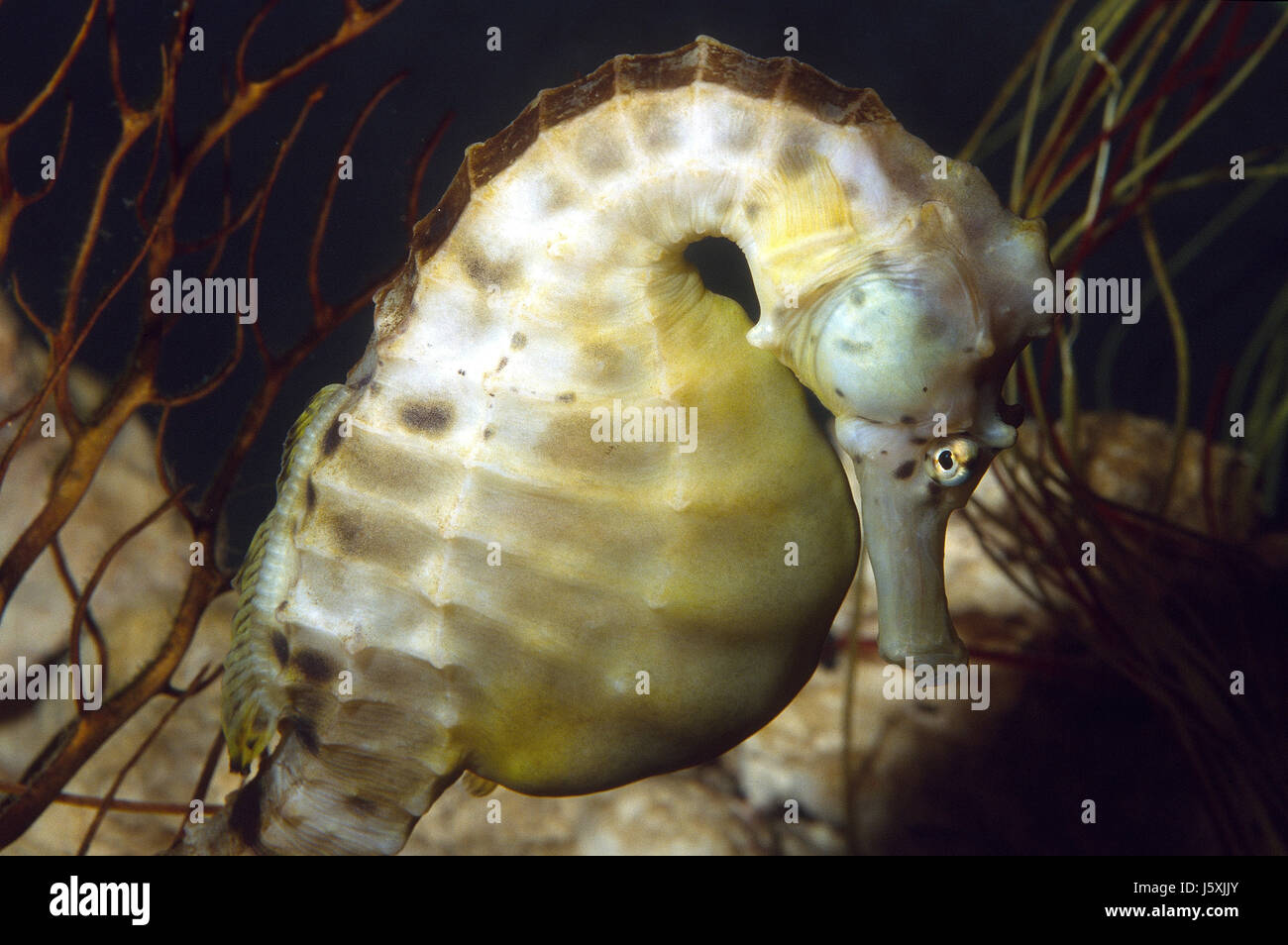 Pot-bellied seahorse, Hippocampus abdominalis Stock Photo