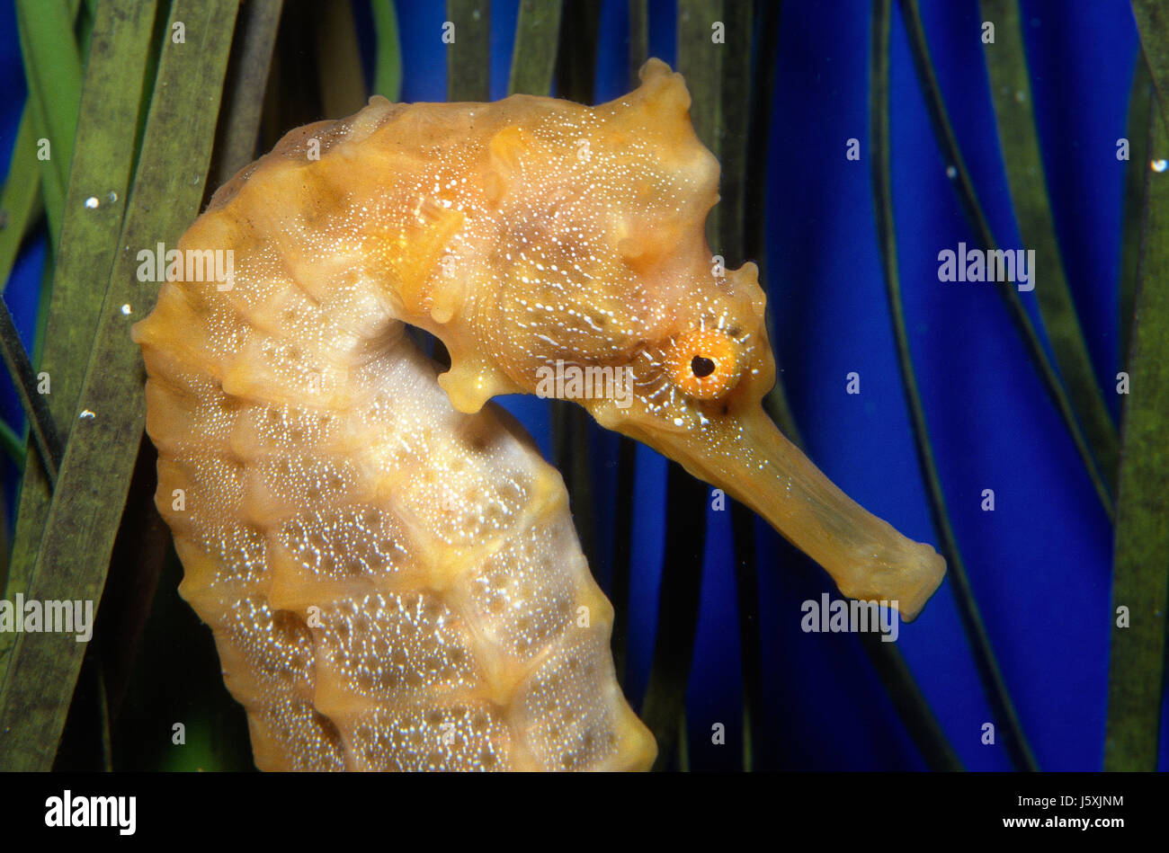 Pacific seahorse, Hippocampus ingens Stock Photo