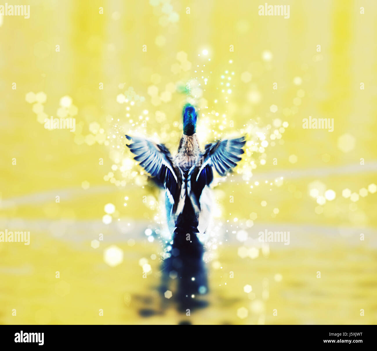 Mallard duck - Anas platyrhynchos - fly out of yellow water. Bird scene. Shimmering background. Stock Photo