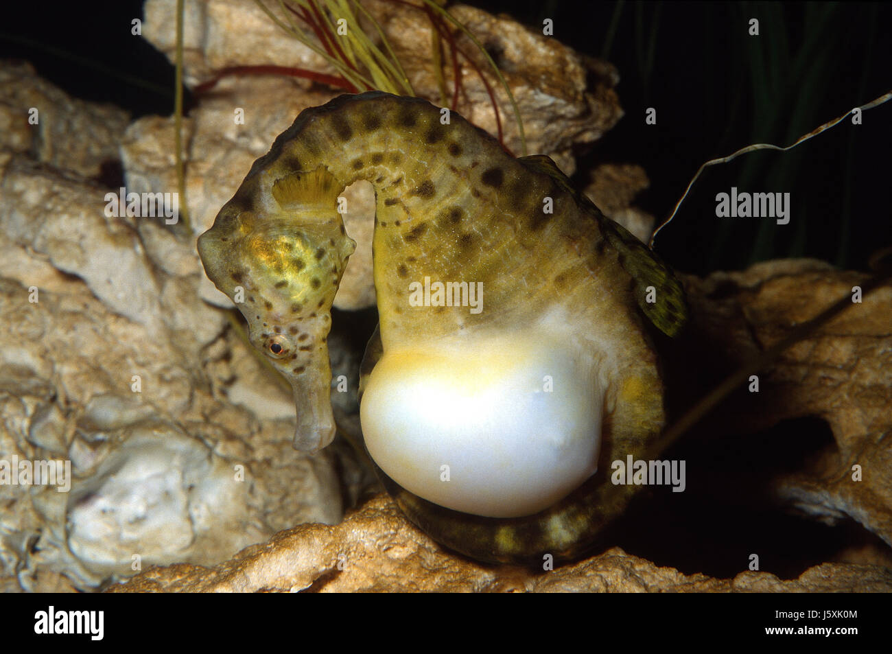 Pot-bellied seahorse, Hippocampus abdominalis Stock Photo