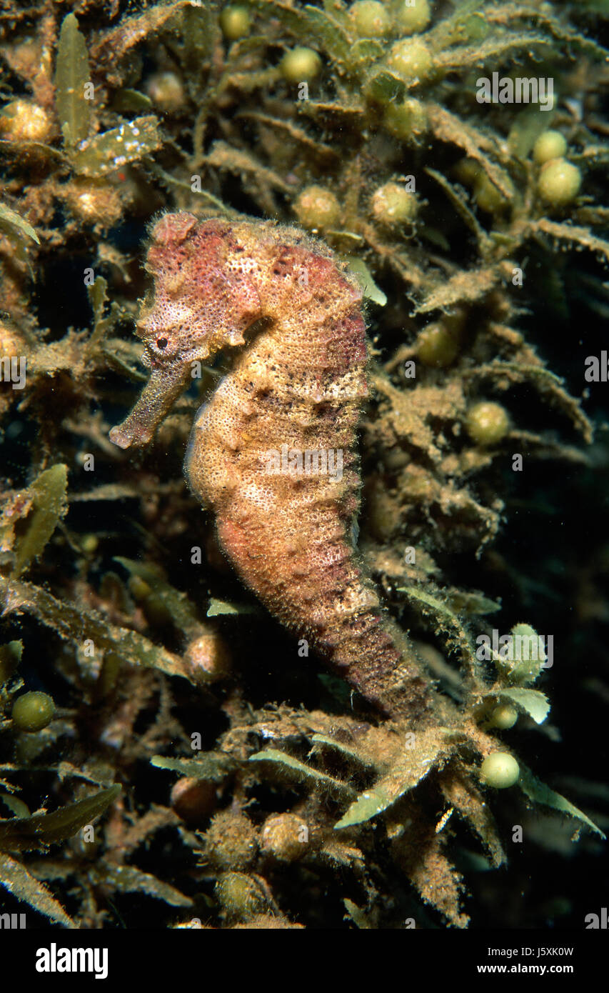 Long snout seahorse, Hippocampus reidi Stock Photo