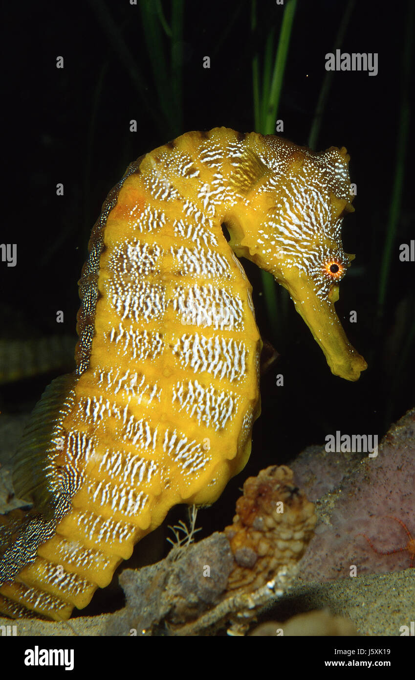 Pacific seahorse, Hippocampus ingens Stock Photo