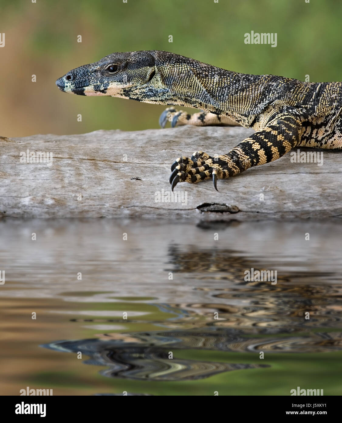 reptile lizard monitor lace water walk go going walking animal scrabble