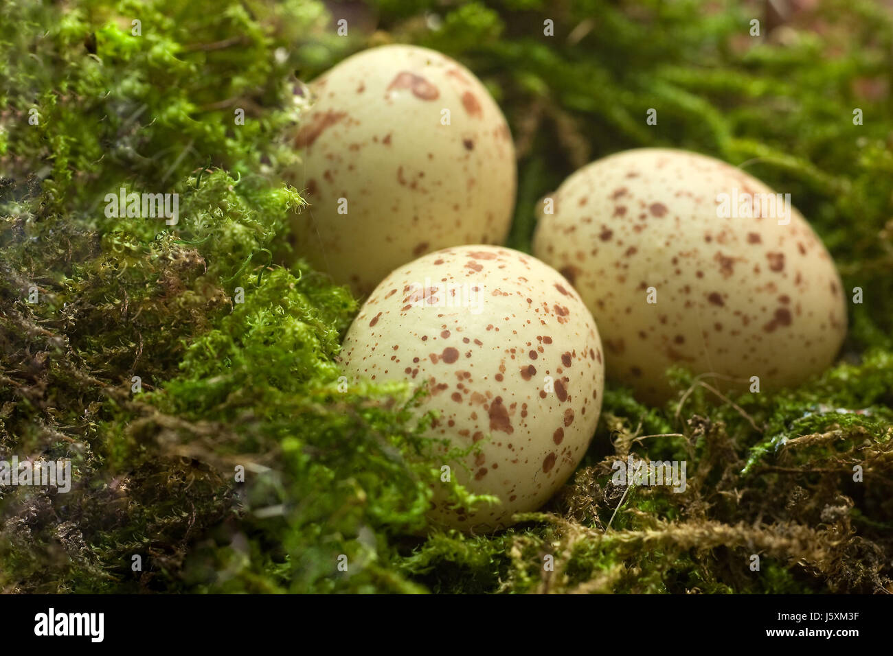 easter nest moss eggs Easter eggs meadow grass lawn green easter nest three Stock Photo