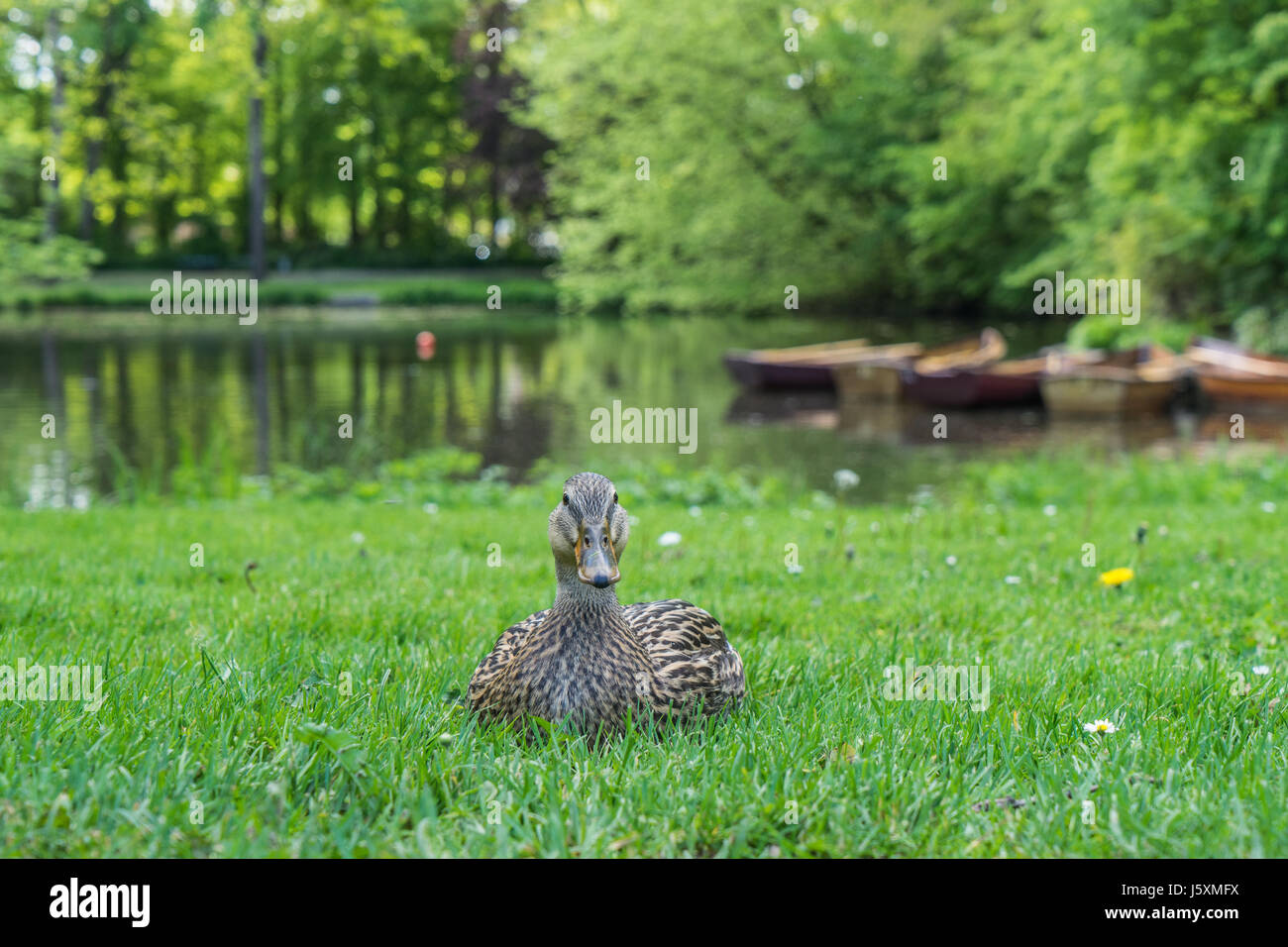 Duck on the grass in the park Stock Photo - Alamy