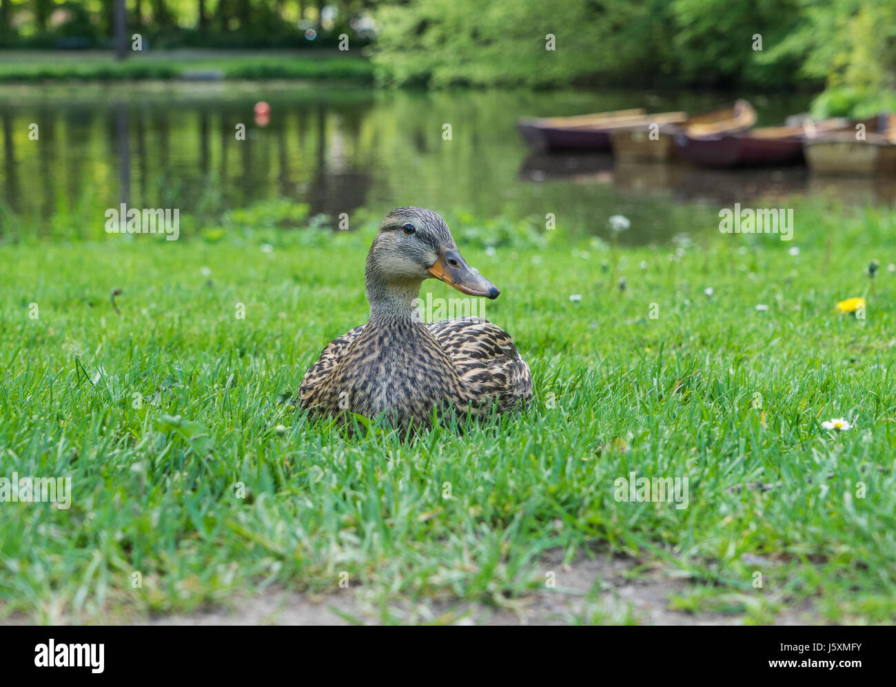 Duck on the grass in the park Stock Photo - Alamy